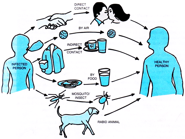 Graphic depicting the cycle of infection.